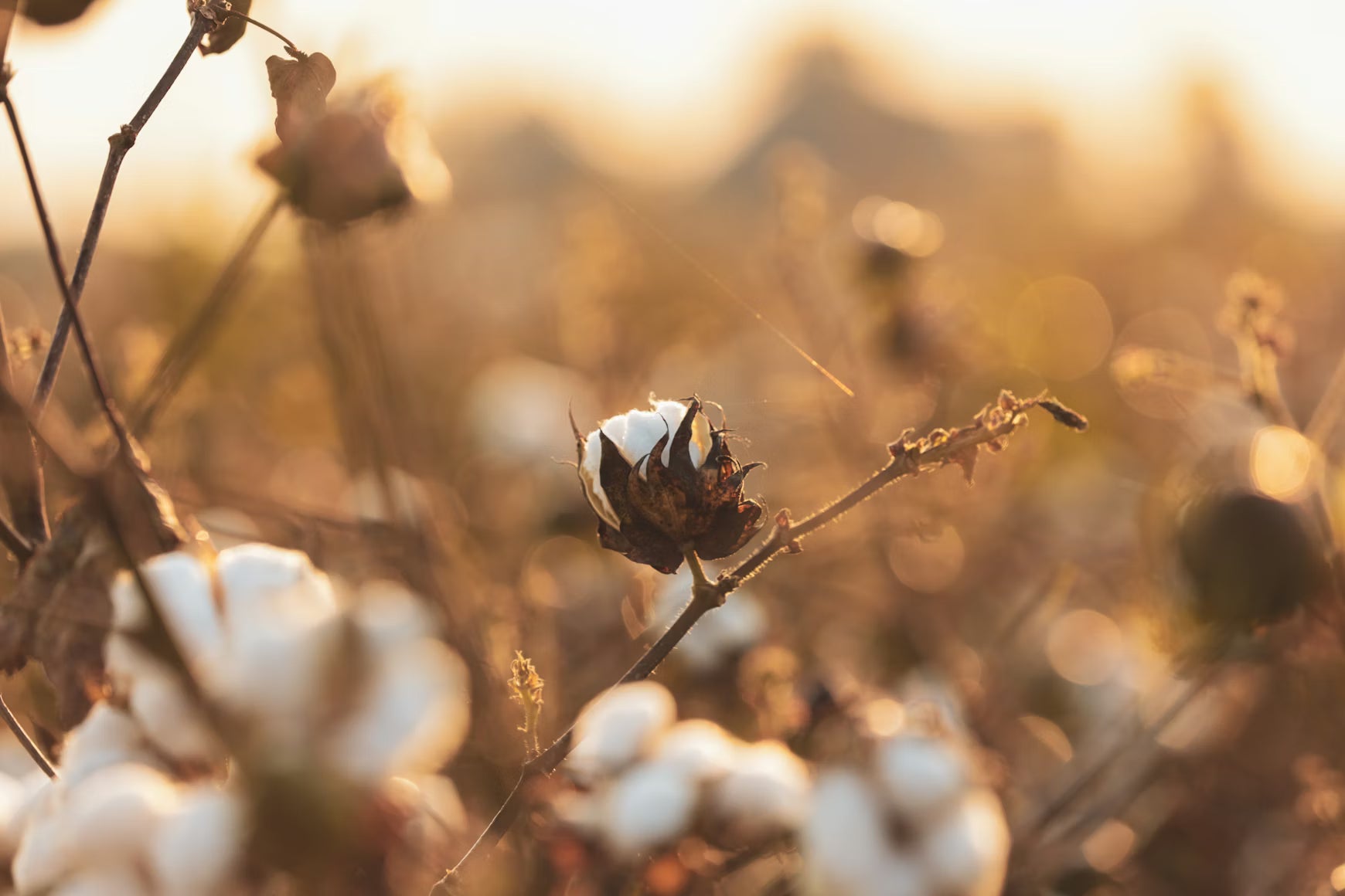 Field of organic cotton under natural sunlight.